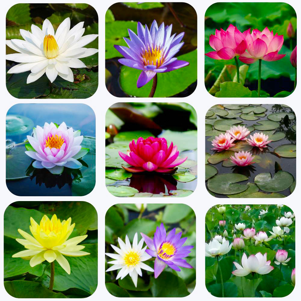 Meaning of lotus colors