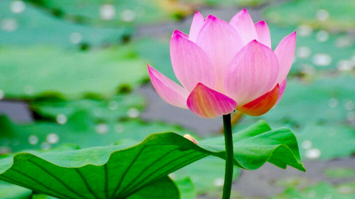 Lotus National flower of Vietnam