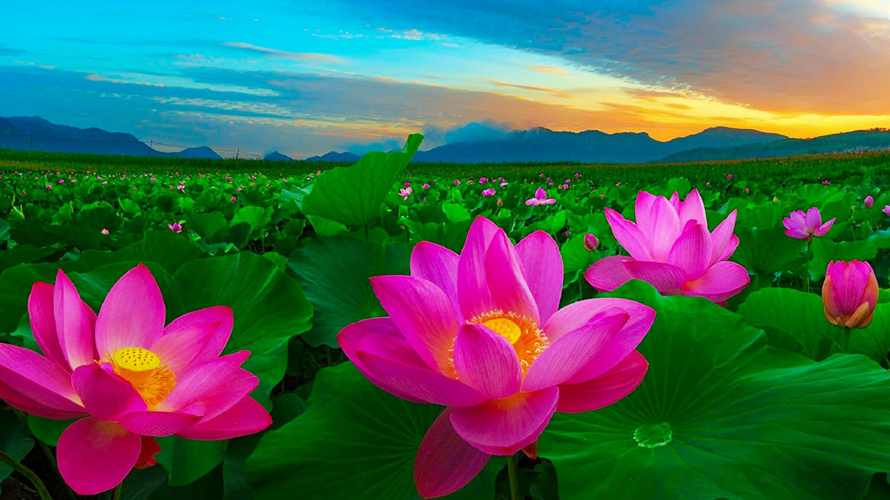 Lotus flower represents beauty overcoming darkness